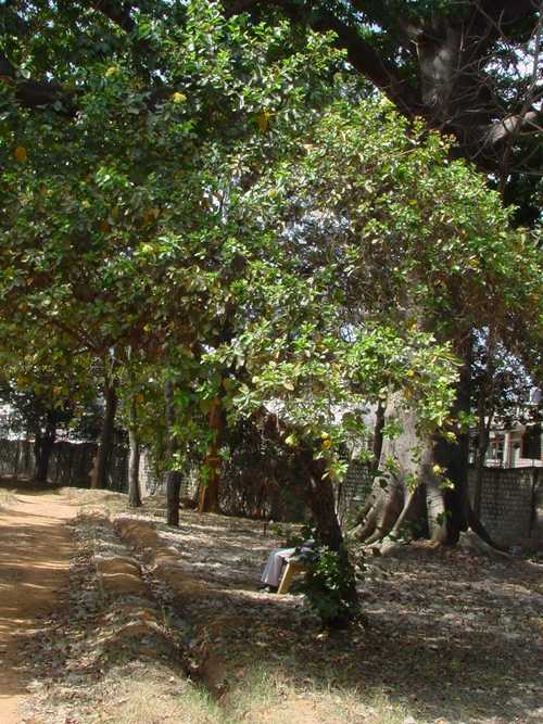 Cordia Dichotoma - Greyish Brown Bark, 10-20m Height, White Flowers, Yellow-Pink Fruit | Fast Growth, Shade Provider, Ornamental, Drought Tolerant, Bird Attracting