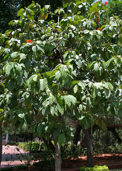 Cordia Sebestena