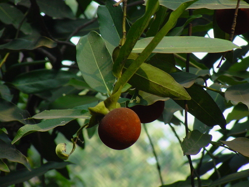 Diospyros Melanoxylon