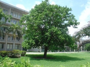 Grewia Optiva - Dark Brown Bark, 9-12 m Height, 1 m Diameter, Spreading Crown | Fast Growth, Shade Provider, Durable Wood, Ornamental, Adaptable, Medicinal Uses