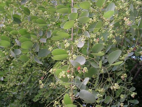 Hardwickia Binata - Medium to Large Ornamental Tree, Dark Grey Bark, Green Foliage | Shade, Durable, Fast Growing, Low Maintenance, Pale Yellow Flowers, 15-25 m Height