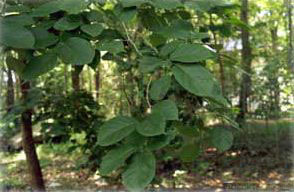 Holoptelea integrifolia