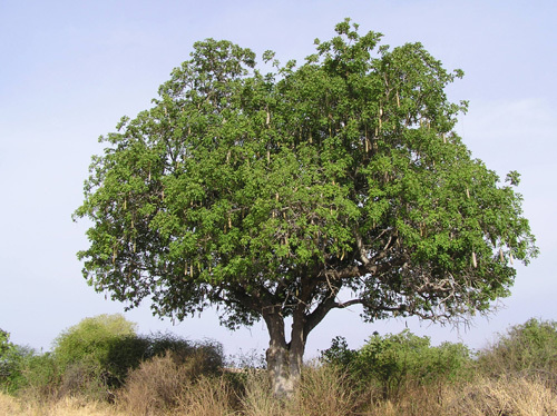Kigelia Pinnata