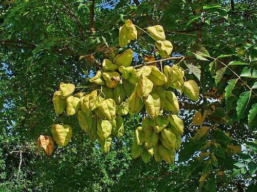 Koelreuteria Paniculata - 17m Deciduous Tree, Yellow Flowers, 3-6cm Seed Pods | Ornamental, Low Maintenance, Aesthetic Appeal
