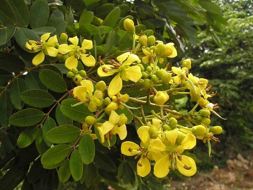 Multi Purpose and Ornamental Tree Seeds