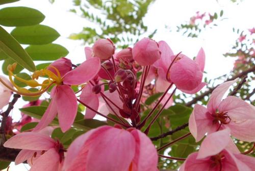 Cassia Nodosa
