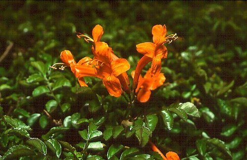 Tecomella Undulata