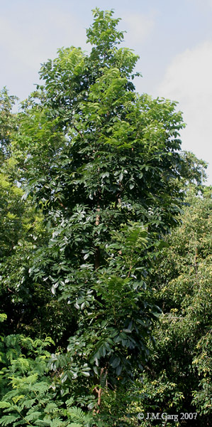 Swietenia macrophylla