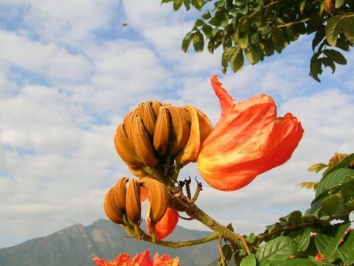 Spathodea Campanulata - Soft Wood Tree, Orange Campanulate Flowers, 7-25m Height | Ornamental, Bird Attracting, Fast Growing, Water-Storing