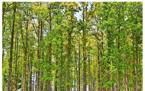 Shorea Robusta