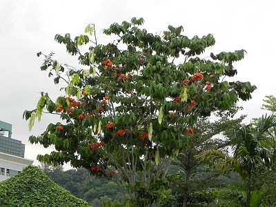 Saraca Asoca - 5-15 Meter Tropical Evergreen Tree, Orange-Red Flowers | Ornamental, Fragrant, Medicinal Uses