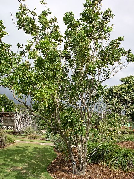 Multi Purpose and Ornamental Tree Seeds