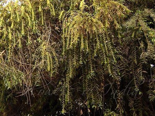 Multi Purpose and Ornamental Tree Seeds