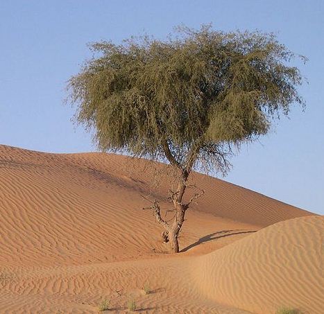 Multi Purpose and Ornamental Tree Seeds