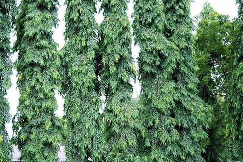 Polyalthia longifolia