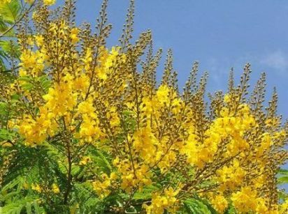 Multi Purpose and Ornamental Tree Seeds