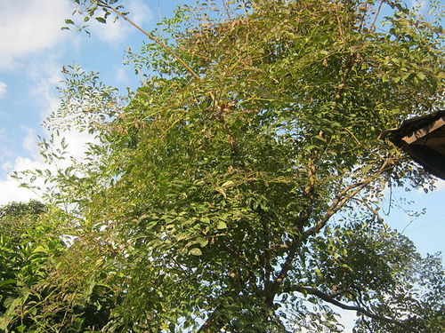 Multi Purpose and Ornamental Tree Seeds