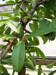 Manilkara Hexandra
