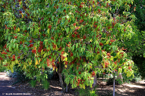 Mallotus Philippensis
