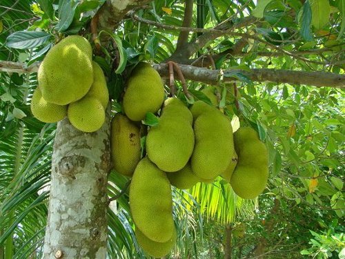 Fruit Tree Seeds