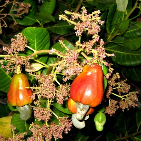 Fruit Tree Seeds