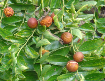 Aegle marmelos