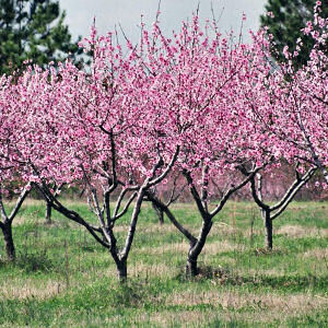 Prunus Persica