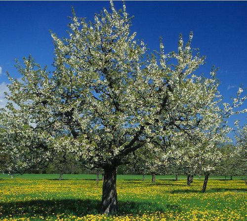 Prunus avium