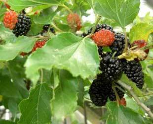 Morus Nigra