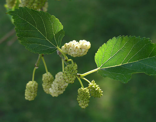 Hedge Plants Seeds