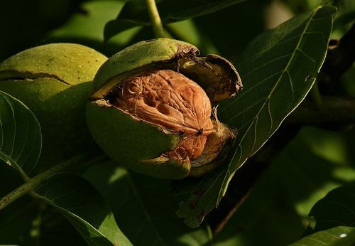 Juglans Regia - Bulk Packaging, Brown Shell | Natural Source, High Protein, High Oil Content, Autumn Harvest