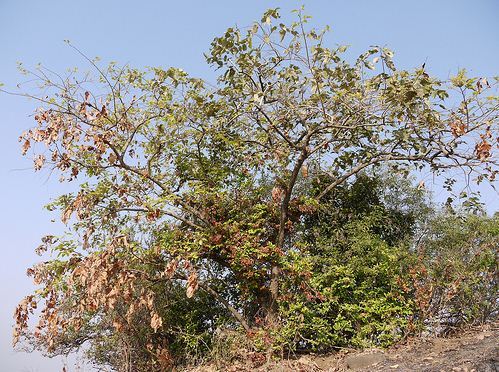 Grewia Asiatica