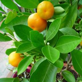 Citrus Reticulata