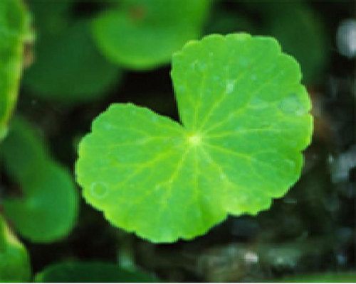 Centella Asiatica