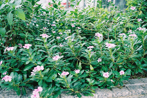 Catharanthus Roseus