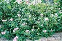 Catharanthus Roseus