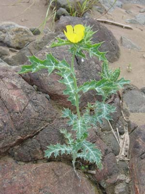 Medicinal Plant Seeds