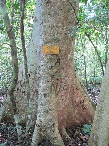 Medicinal Plant Seeds