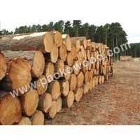 Pine Timber