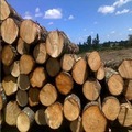 Pine Wood Planks