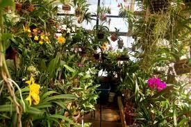 Plant Growth Enhancer