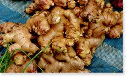 Ginger