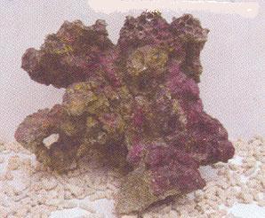 MPS Artificial Coral Rock CO-006 - Resin, Varied Dimensions, Purple | Realistic Design, Durable, High Porosity, Irregular Shape