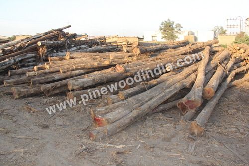 Costarica Teak Logs