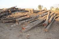 Costarica Teak Logs