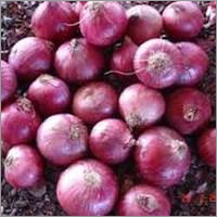 Onion