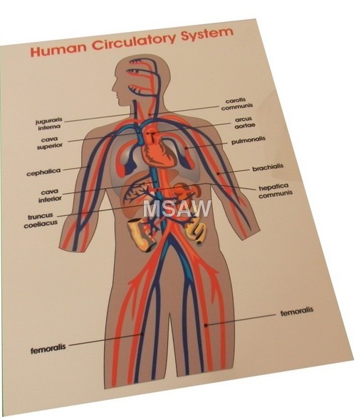 Human Digestive Model