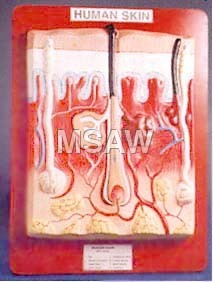Human Skin Model