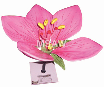 Typical flower model