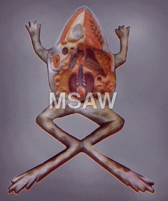 Human Anatomy Models